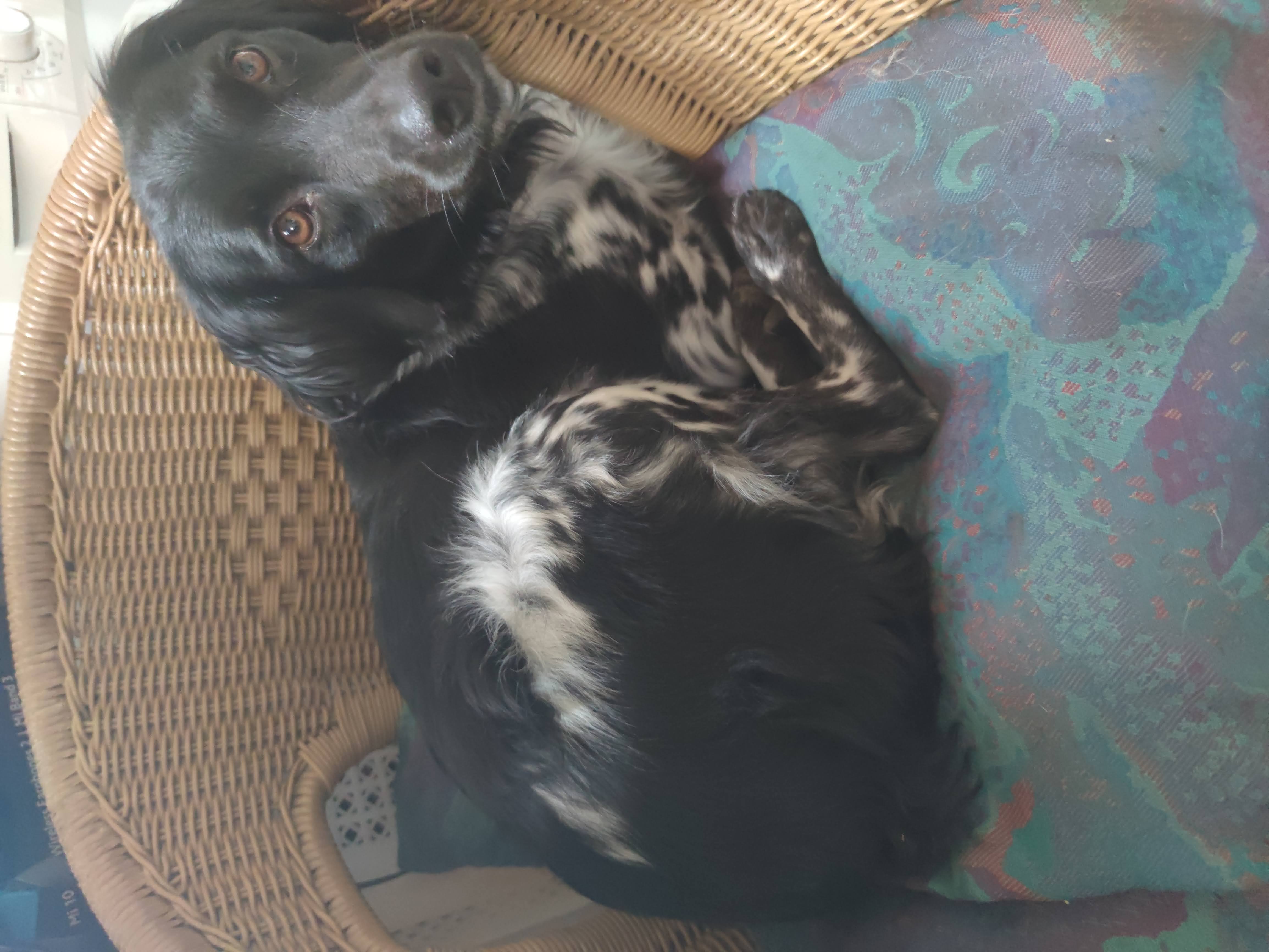 Mascota en guardería en casa